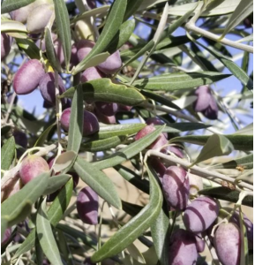 Cornicabra Extra Virgin Olive Oil 415 Polyphenol