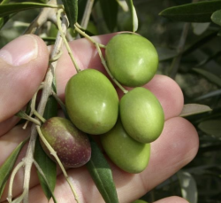 Frantoio Extra Virgin Olive Oil 349 Polyphenol